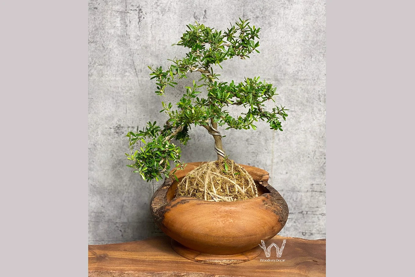 Cây Bonsai Mini Trồng Ngọc Rêu WP0004 GỖ LIVING HOUSE