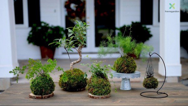 NGHỆ THUẬT KOKEDAMA (こけだま) - GỖ LIVING HOUSE