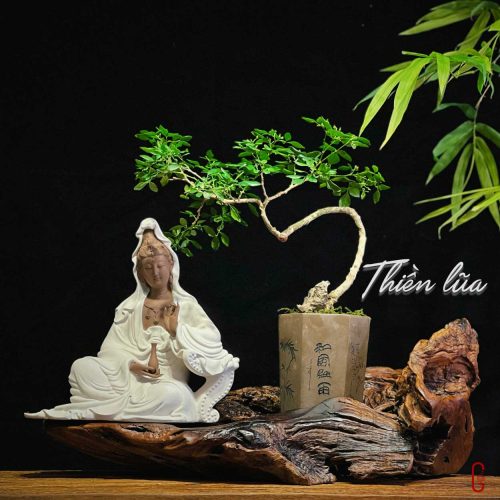 thiền lũa tâm an