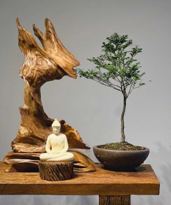 thiền lũa tâm an