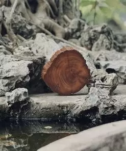 đế gỗ lũa uống trà đi