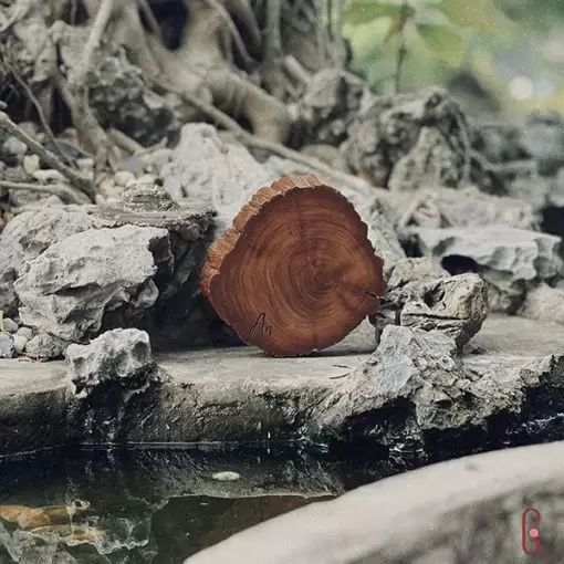 đế gỗ lũa uống trà đi