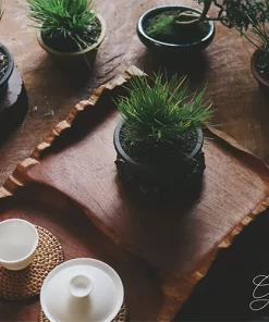khay trà lũa gỗ hương